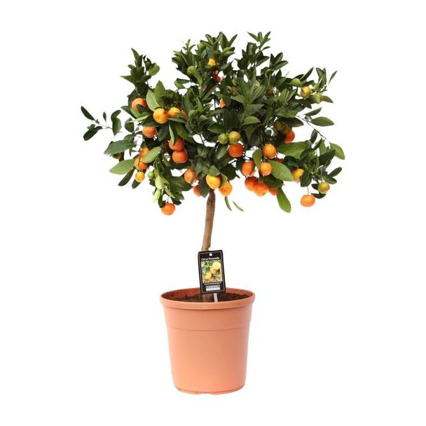 Zitruspflanze auf Stamm, Citrus Calamondin, für drinnen und draußen, - Ø22cm - ↕80cm