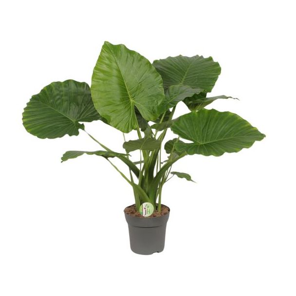 Elefanten Ohr, Grüne Pflanze, Tropisch, Alocasia Gageana California - Ø21cm - ↕80cm