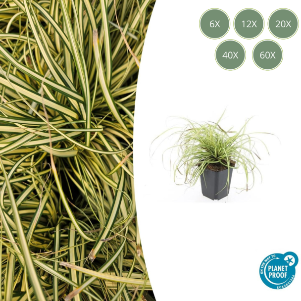 Japanische Segge / Schatten-Segge Evergold, Grün mit Goldgelbem Mittelstreifen, Carex oshimensis Evergold - ↕10-25cm - Ø9cm