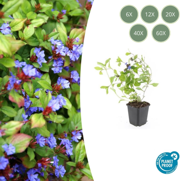 6 bis 60 Stück Bleikraut / Ceratostigma plumbaginoides, Blau/Violette Blüten, rot bis bronzefarbenes Laub im Herbst - ↕10-25cm - Ø9cm