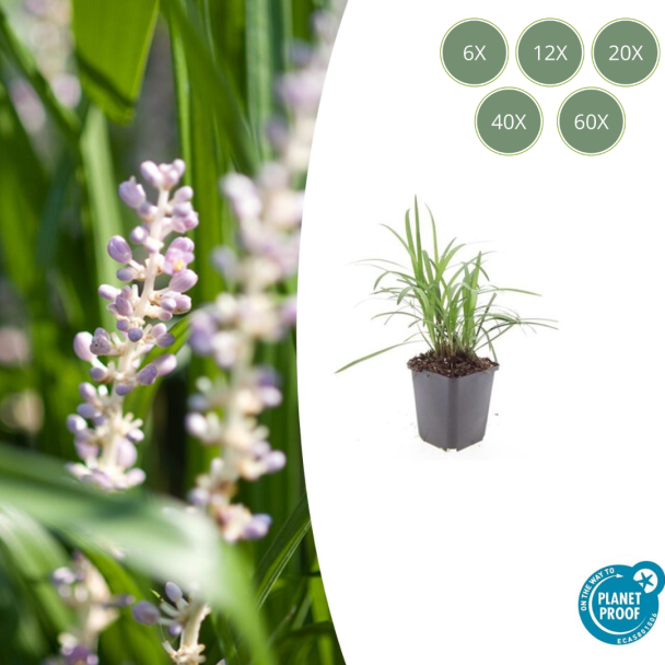 6 bis 60 Stück Liriope muscari 'Monroe White' - Liliengras - blühendes Ziergras - ↕10-25cm