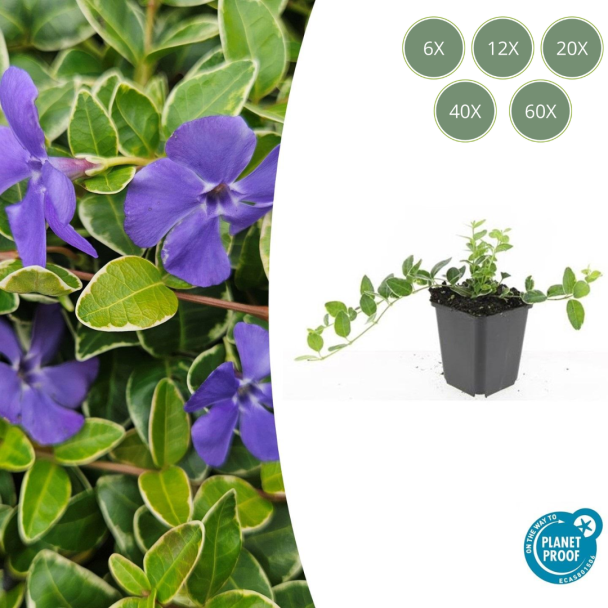 6 bis 60 Stück Kleines Immergrün / Vinca minor Argenteovariegata, Blatt mit silberweißer Rand und lila Blüten ↕10-25cm - Ø9cm