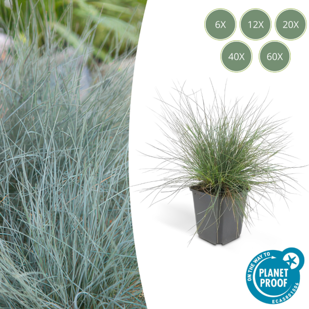 6-60 Stück Blaues Schapengras Festuca glauca 'Elijah Bleu' - ↕10-25cm - Ø9cm - Ziergras - Filzgras