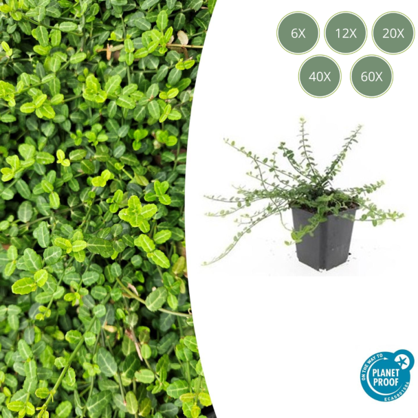 6 bis 60 Stück Kardinalmütze 'Minimus' / Euonymus fortunei, Starker immergrüner Bodendecker - ↕10-25cm - Ø9cm