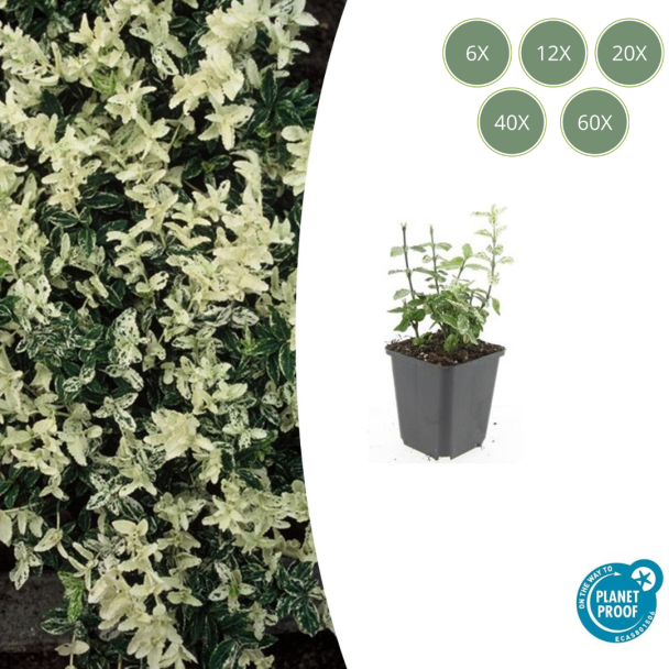 6 bis 60 Stück Kardinalmütze / Euonymus fortunei 'Harlequin', Blatt grün und creme bis weiße Töne, wintergrüne Bodendecker - ↕10-25cm - Ø9cm
