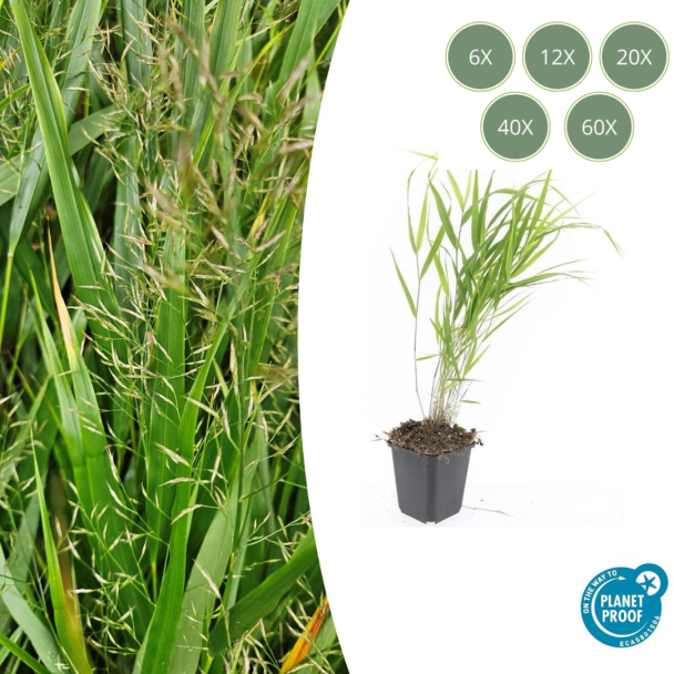 Japanisches Ziergras, Cremefarbene Pluimen, Hakonechloa macra - ↕10-25cm - Ø9cm