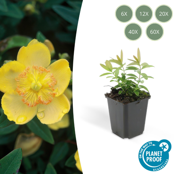 6 bis 60 Stück Großes Johanniskraut / Hypericum Calycinum, Attraktive Bodendecker, - ↕10-25cm - Ø9cm