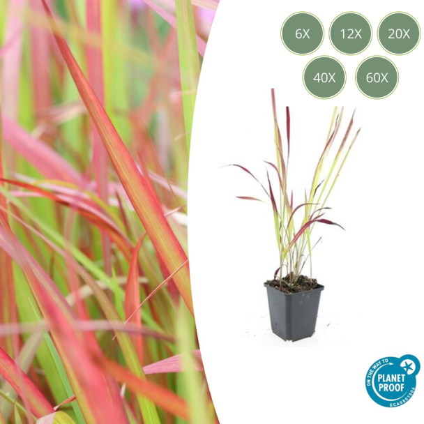 6 bis 60 Stück Japanisches Blutgras, Ziergras, Imperata cylindrica 'Red Baron' - ↕10-25cm - Ø9cm