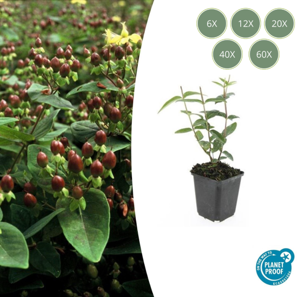 6 bis 60 Stück Johanniskraut / Hypericum inodorum, Hertshorn, Gelbe Blumen und Zierliche Beeren ↕10-25cm - Ø9cm