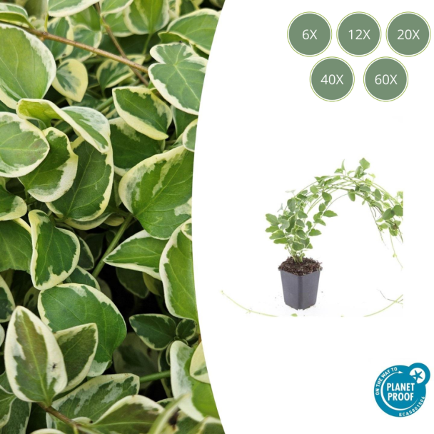 Grosse Maiglocke / Vinca Major 'Variegata', Zierliches Blatt mit Cremiger Rand, Lila-Purpur Blumen - ↕10-25cm - Ø9cm