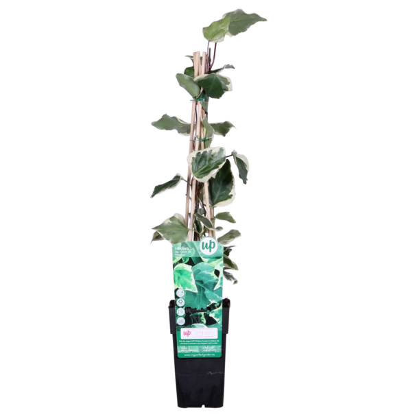 Algerijnse klimop Gloire de Marengo in pot Ø15cm – ↕65cm


