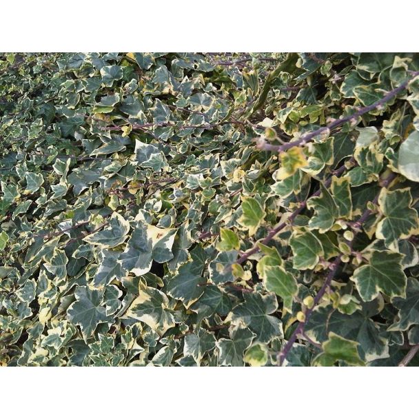 Bonte klimop met crème en groene bladeren