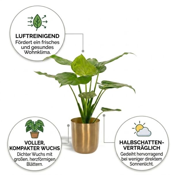 Elefantenohren im Pot Gold vorteile