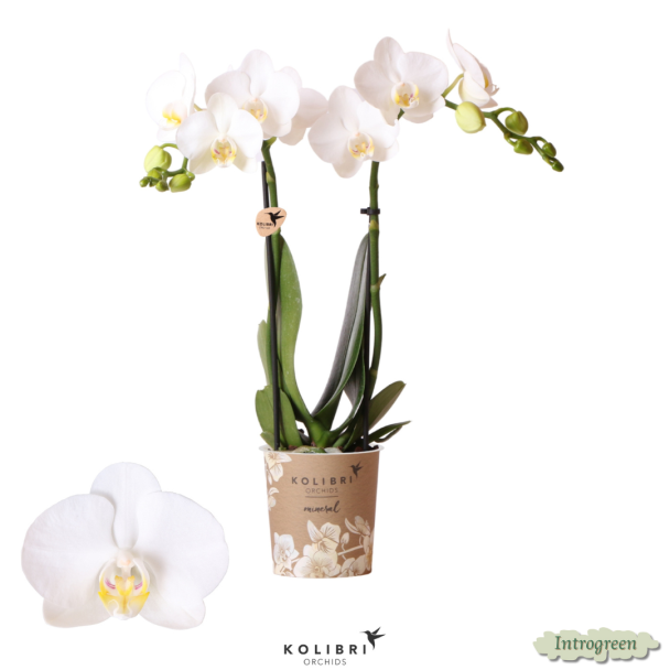 2 Stück Weiße Schmetterlingspracht: Orchidee Amabilis, Ø9cm Topf, Schmetterlingsorchidee, 35 cm hoch