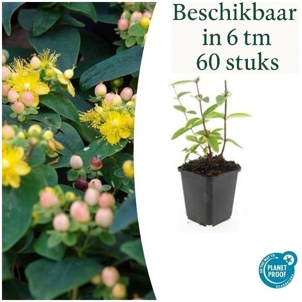 6 bis 60 Stück Johanniskraut / Hypericum inodorum 'Annebel', Hertshooi, Gelbe Blumen und Zierliche Beeren ↕10-25cm - Ø9cm