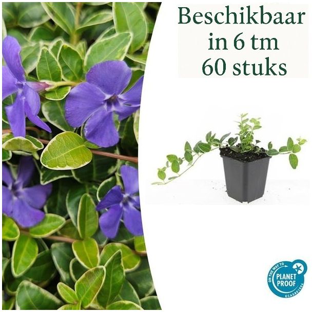 6 bis 60 Stück Kleines Immergrün / Vinca minor Argenteovariegata, Blatt mit silberweißer Rand und lila Blüten ↕10-25cm - Ø9cm