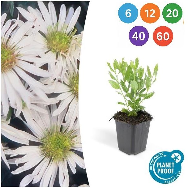 Aster ageratoides 'Ashvi' – Weiße Gartenpflanzen in Ø9 cm Topf (6, 12, 20, 40 oder 60 Stück)