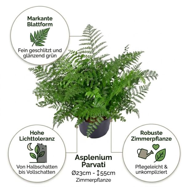 Asplenium Parvati vorteile