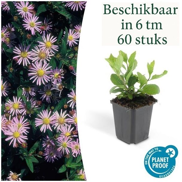 Herbstaster 'Asran' mit hellblauen Blüten (Sätze von 6 bis 60 Stück)