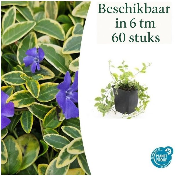 6 bis 60 Stück Maiglöckchen / Vinca minor 'Aureovariegata' Blatt mit goldgelbem Rand, lila Blüten - ↕10-25cm - Ø9cm