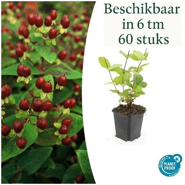 6 bis 60 Stück Johanniskraut Schönheit, Hirtentäschel - Hypericum inodorum Gelbe Blumen und Zierliche Beeren ↕10-25cm - Ø9cm