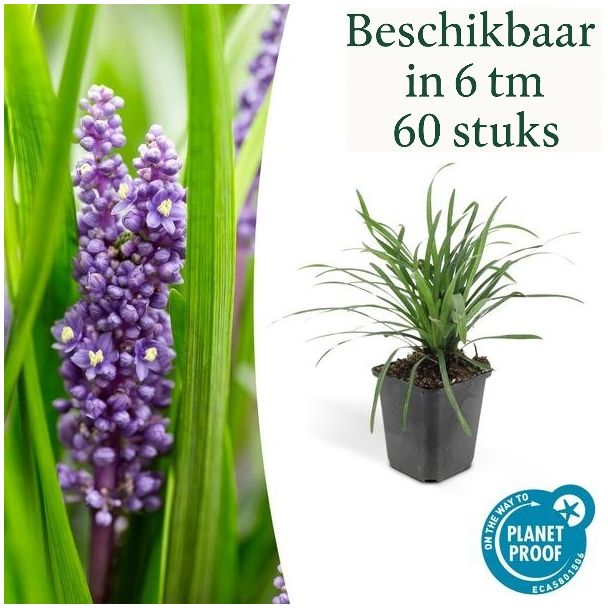 6 bis 60 Stück Liliengras Liriope muscari 'Big Blue', frischer Bodendecker