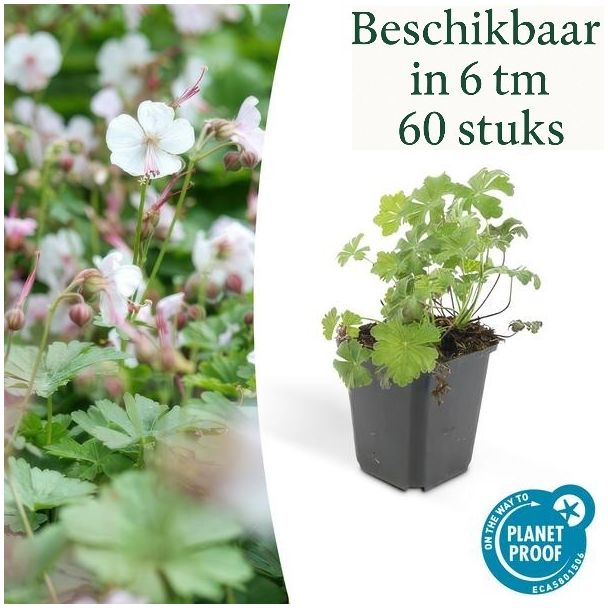 6 - 60 Stück Geranie cantabrigiense 'Biokovo' - ca ↕10- Ø9cm niedrig wachsende kriechende Bodendecker
