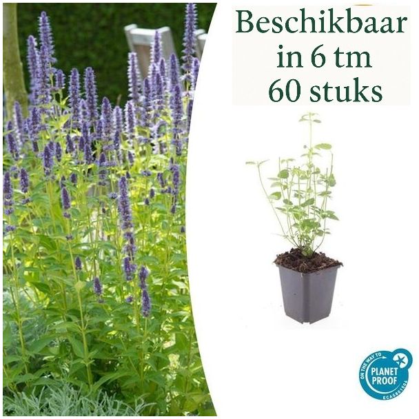 Agastache 'Black Adder' Gartenpflanzen – Sets von 6, 12, 20, 40 & 60 Stück – Dunkellila Blumen & Bienenfreundlich