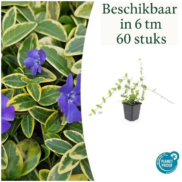 6 bis 60 Stück Immergrün / Vinca minor 'Blue and Gold', Buntblättrig mit blauen violetten Blüten - ↕10-25cm - Ø9cm