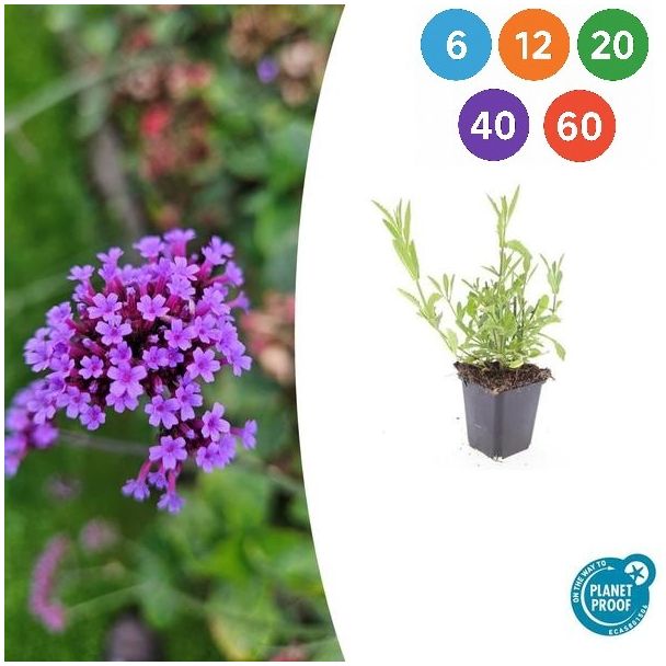 Eisenkraut – Luftige lila Gartenpflanze – Steifes Eisenkraut (6-60 Stück)