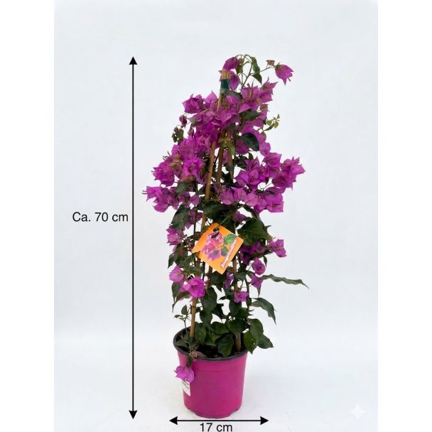 Bougainvillea Kletterpflanzen ca. 70 cm