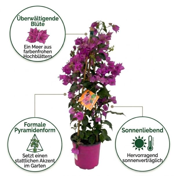 Bougainvillea Kletterpflanzen vorteile