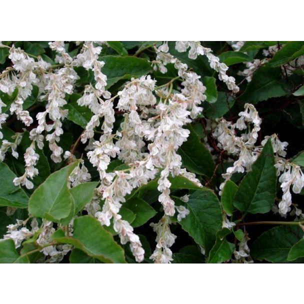 Weelderige Fallopia baldschuanica met witte bloemen in volle bloei tegen een tuinhek