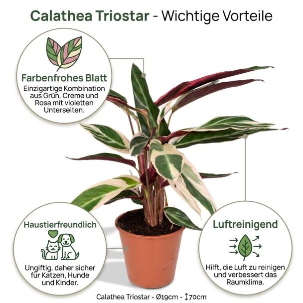 Calathea Triostar vorteile