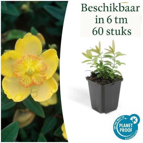 6 bis 60 Stück Großes Johanniskraut / Hypericum Calycinum, Attraktive Bodendecker, - ↕10-25cm - Ø9cm