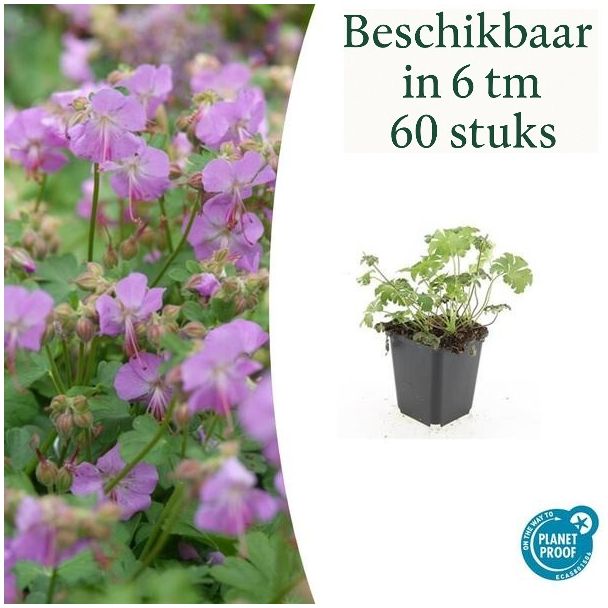 6x Geranium cantabrigiense Cambridge, Storchschnabel, Gartenpflanzen mit prächtigen rosa Blüten, winterharte Pflanzen ↕10-25cm - Ø9cm