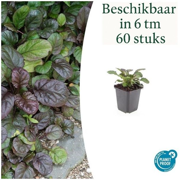 6 tot 60 Stuks Kruipend zenegroen /  Ajuga reptans 'Catlin's Giant' - Wintergroene bodembedekker