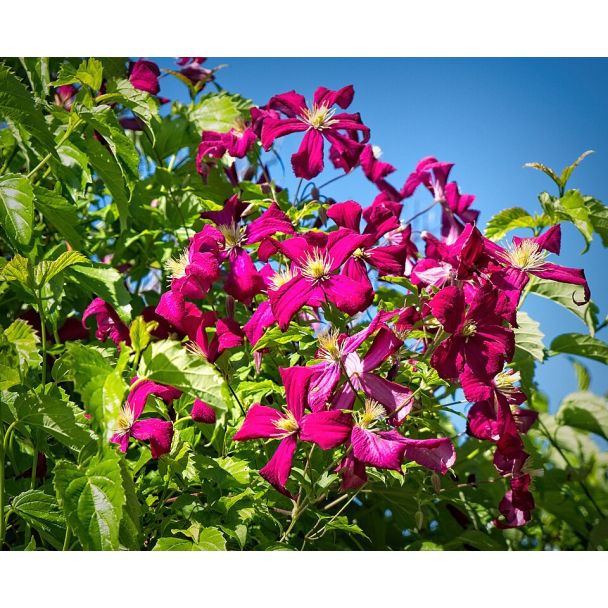 Clematis Niobe groeiend langs een klimrek