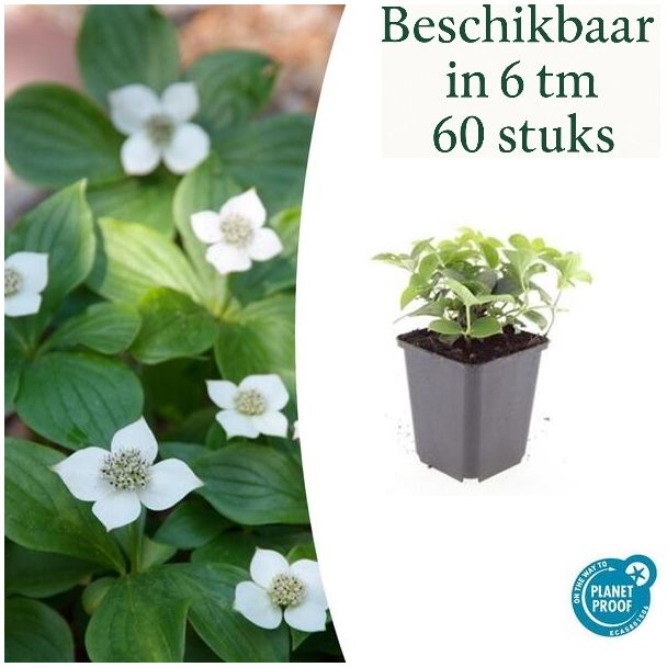 6 bis 60x Kanadische Kornoelje Cornus canadensis - ↕10-25cm - Ø9cm wunderschöner Bodendecker
