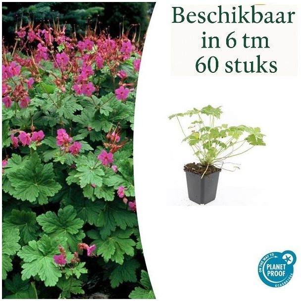 6 bis 60 Stück Storchschnabel / Geranium macrorrhizum Czakor, Helle Rosa Blüten, Winterhart - ↕10-25cm - Ø9cm