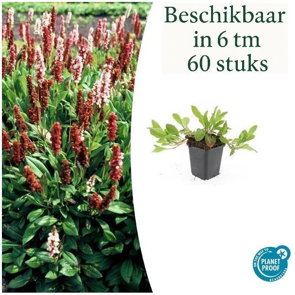 6 bis 60 Stück Tausendknoten 'Darjeeling Red' – Persicaria affinis – Winterfester Bodendecker Rot-Rosa