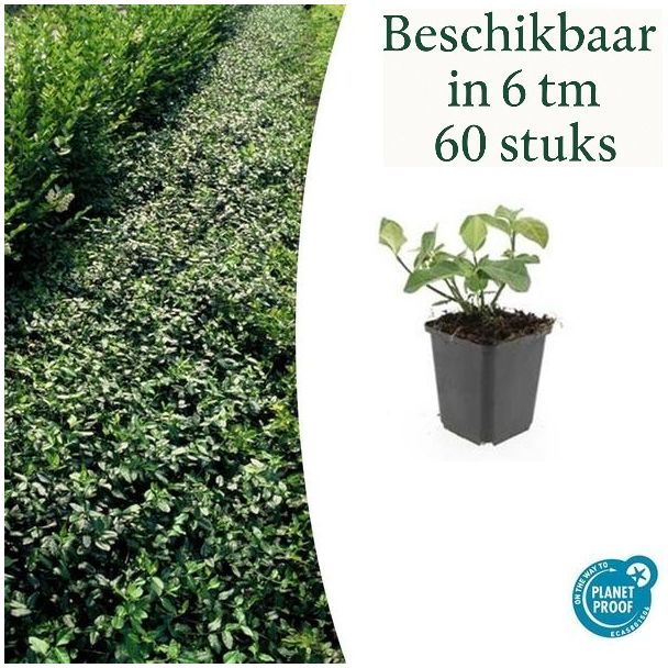 6 bis 60 Stück Kardinalshülsen / Euonymus fortunei 'Dart's Blanket', Starker winterharter Bodendecker - ↕10-25cm - Ø9cm