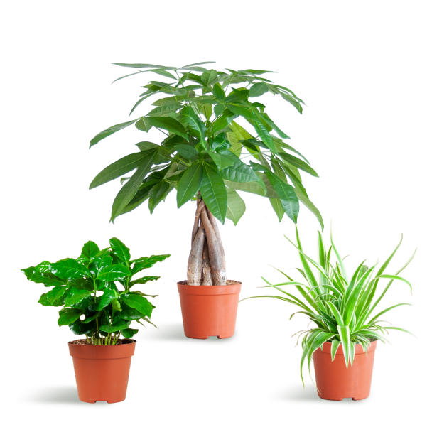 Diervriendelijke Plantenbox met 3 niet-giftige kamerplanten zonder sierpot