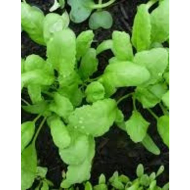 Kiemgroente Turkse tuinkers