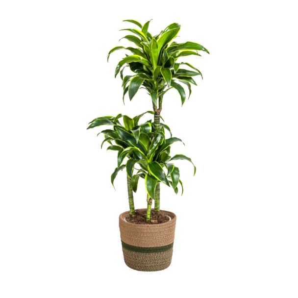 Dracaena Deremensis Dorado 100-120