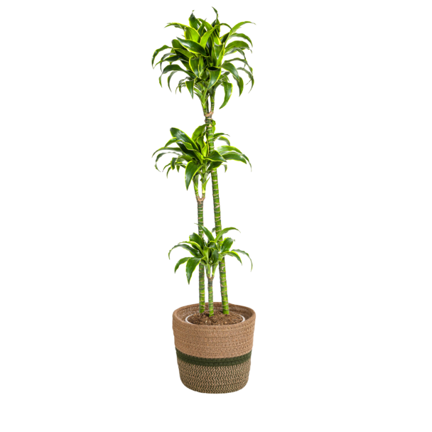 Dracaena Deremensis Dorado 120-140 cm
