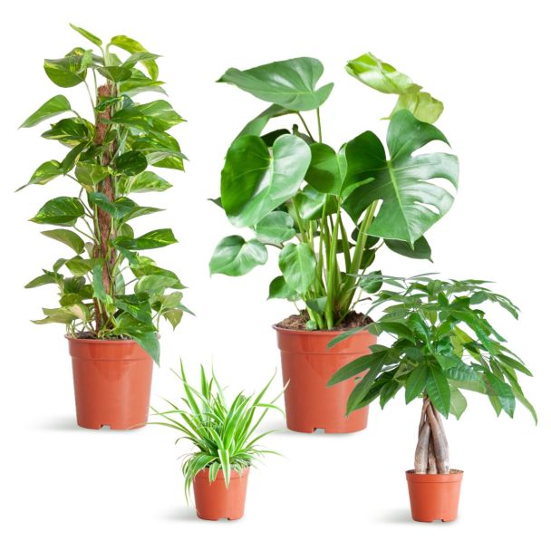 Makkelijke plantenbox met 4 sterke kamerplanten