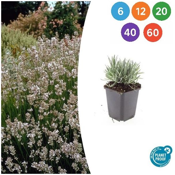 Lavendel Edelweiss - Lavandula intermedia ‘Edelweiss’ ↕10-25cm - Ø9cm - 6 t/m 60 stuks