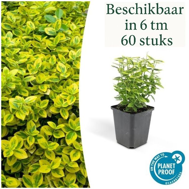 Euonymus fortunei 'Emerald 'n Gold' – Immergrüne Kardinalsmütze mit buntem Blatt (Sätze von 6 bis 60)