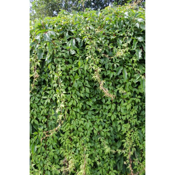 Herfstkleurende klimplant Parthenocissus Engelmannii op schutting